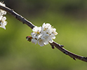 Orchard Blossom 38